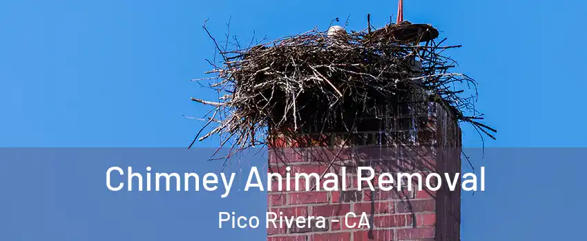 Chimney Animal Removal Pico Rivera - CA