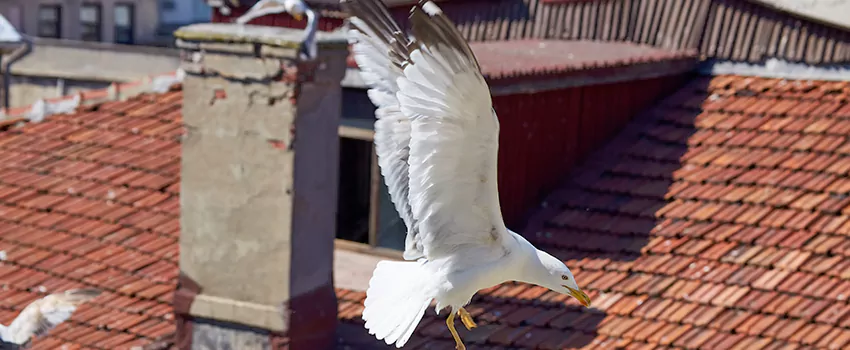 Residential Chimney Animal Removal Solution in Pico Rivera, CA